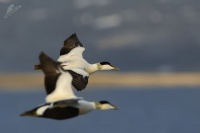 Kajka morska - Somateria mollissima - Common Eider 1572b